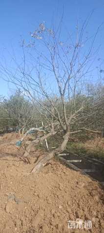 30公分造型朴树