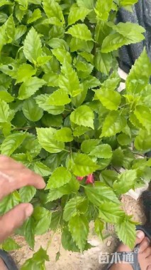 高度30厘米大红花