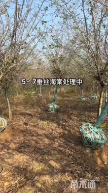 7公分垂丝海棠