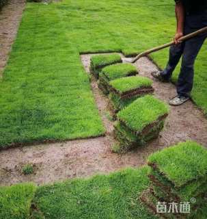 草卷状百慕大草