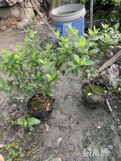 高度25厘米春鹃