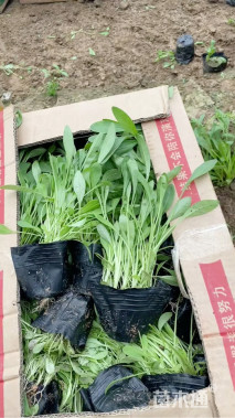 高度20厘米金鸡菊