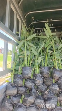 高度60厘米再力花