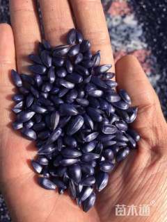 彩色向日葵种子向日葵种子