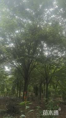 15公分榉树