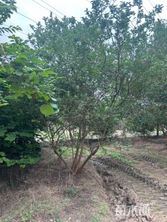 高度500厘米丛生紫薇