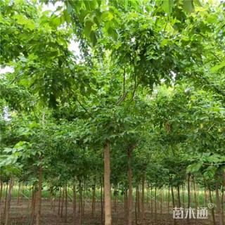 9公分复叶槭