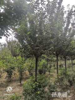 10公分日本晚樱