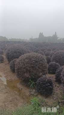 冠幅100厘米红花继木球