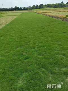 草块状马尼拉草