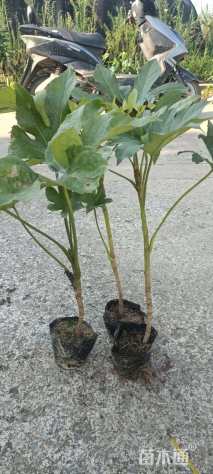 高度30厘米八角金盘小苗