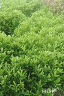 高度70厘米非洲茉莉