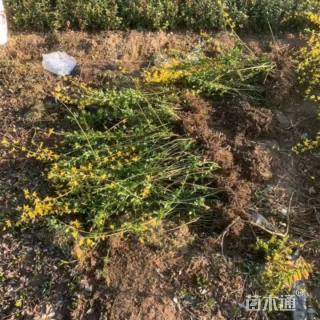 高度60厘米连翘小苗