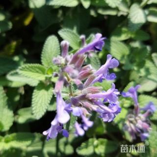 高度16厘米荆芥