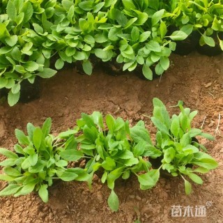 高度20厘米鼠尾草