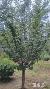 8公分染井吉野樱