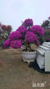 高度350厘米三角梅