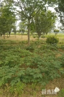 12公分栾树