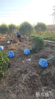 冠幅100厘米金叶榆球