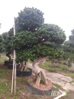 40公分榕树
