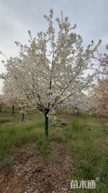 12公分染井吉野樱