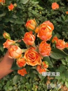 高度15厘米月季小苗