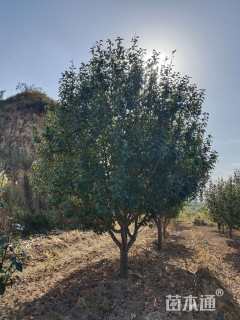 12.1公分八棱海棠