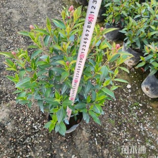 高度40厘米巴西野牡丹