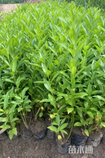高度40厘米连翘小苗