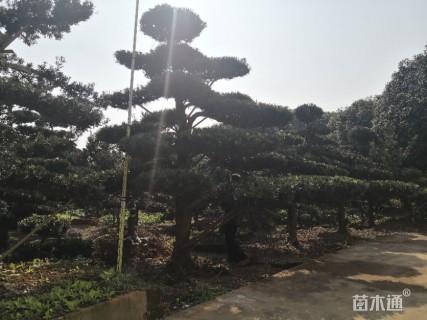 移栽苗造型罗汉松