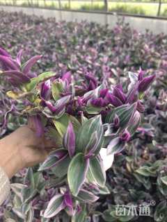 高度25厘米大吴风草