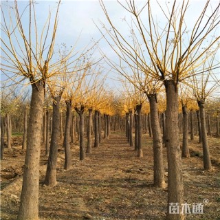 15公分金枝槐