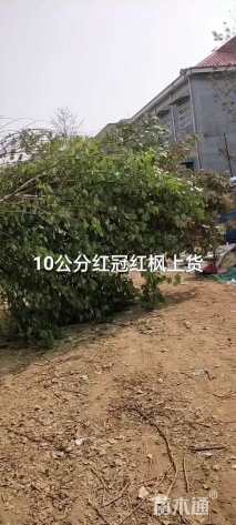 12公分美国红枫-红冠