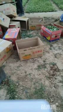 高度20厘米八宝景天