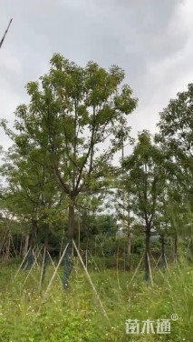 12公分香樟