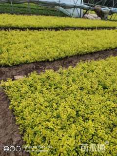 高度8厘米金叶女贞小苗