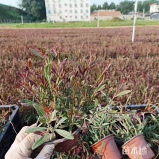 高度40厘米紫叶千鸟花