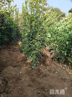 高度180厘米北海道黄杨