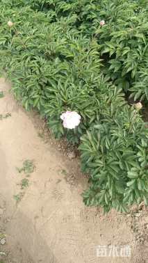 高度45厘米芍药