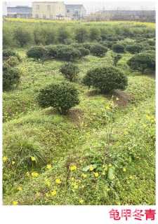 高度80厘米龟甲冬青