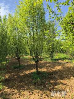 15公分木瓜海棠