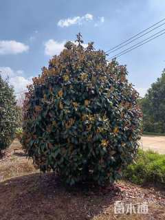 高度350厘米中华石楠