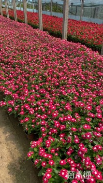 高度20厘米长春花