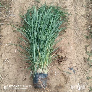 高度60厘米柳枝稷