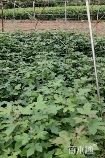 50公分枫香