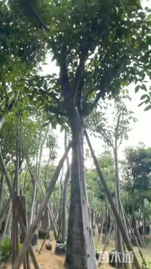 18公分红花风铃木