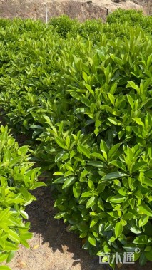 高度120厘米非洲茉莉球