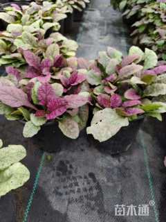 高度20厘米筋骨草