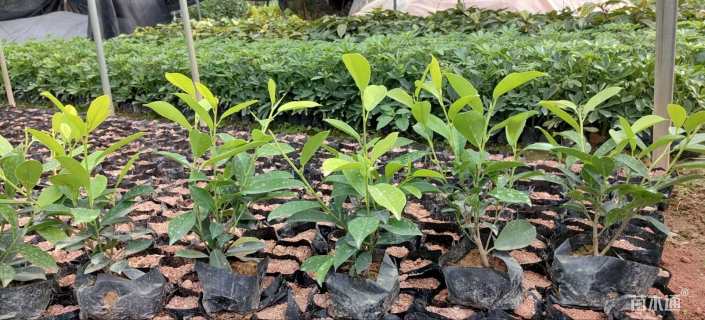 高度20厘米黄金榕