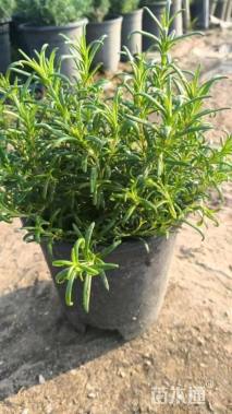 高度15厘米迷迭香